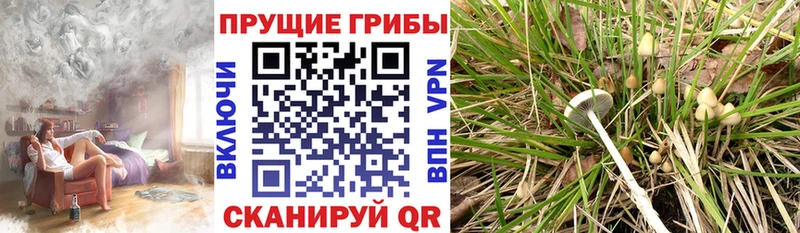 Галлюциногенные грибы Psilocybe  купить наркотик  Ливны 